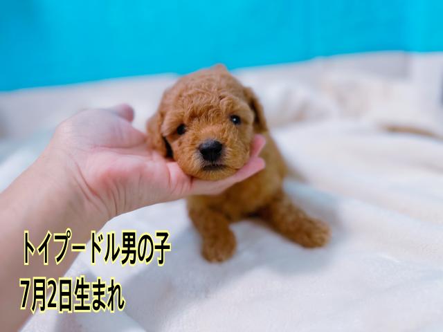 トイプードル