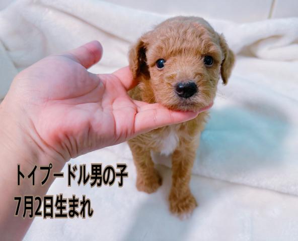 トイプードル