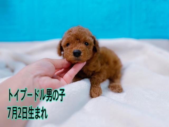 トイプードル