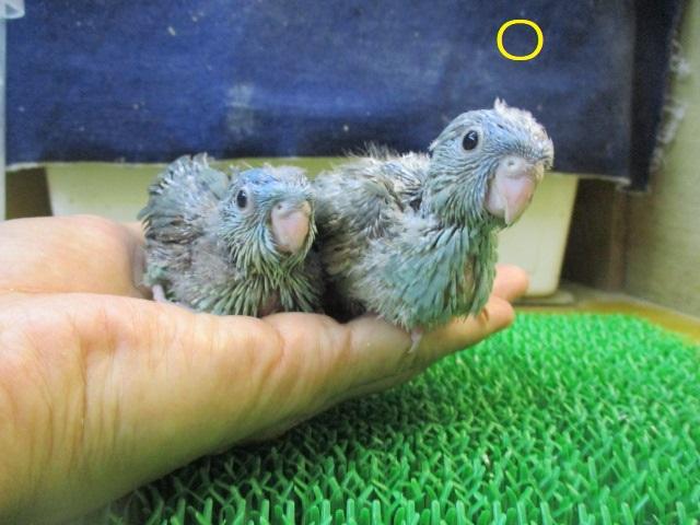サザナミインコ