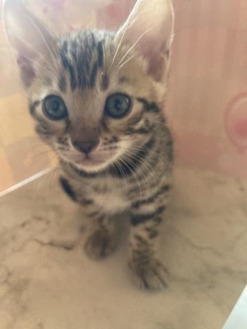 ベンガル