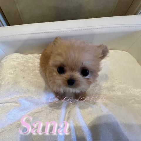 チワプー