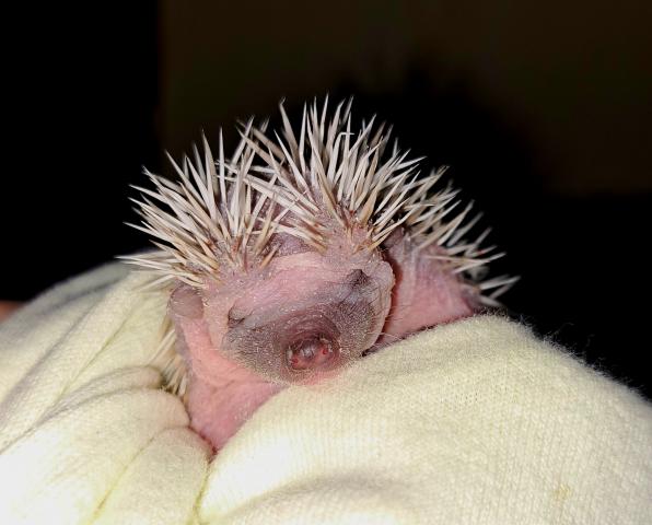 ハリネズミ