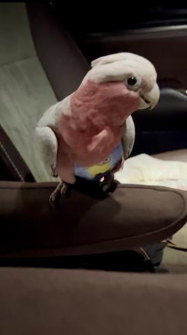 モモイロインコ🩷甘えん坊な女の子🩷フライトスーツも着用出来ます❣️