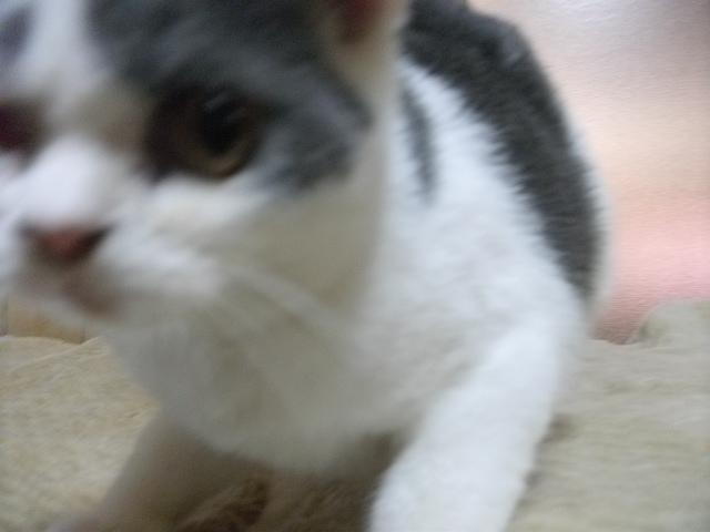 ブリティッシュショートヘア