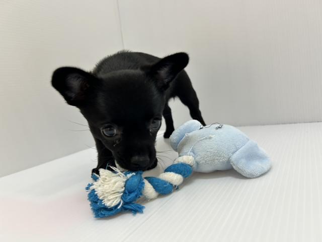 少しビビりですがたまに吠えて怖がっていませんアピールがかわいい!