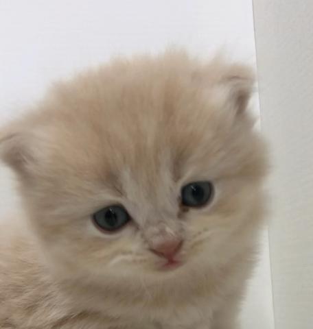 ブリティッシュショートヘア