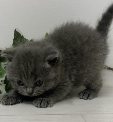 ブリティッシュショートヘア
