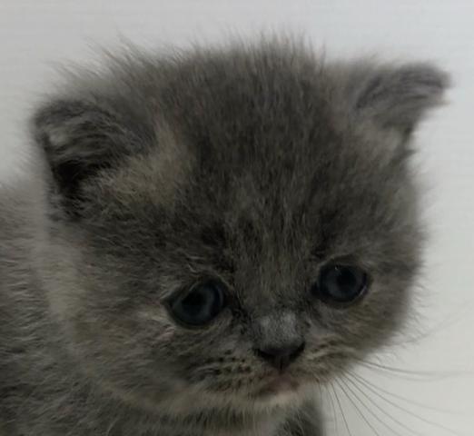 ブリティッシュショートヘア