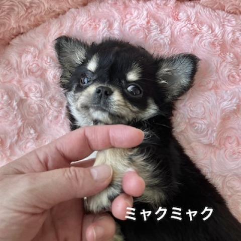 チワワ（ロングコート）