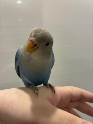 コザクラインコ