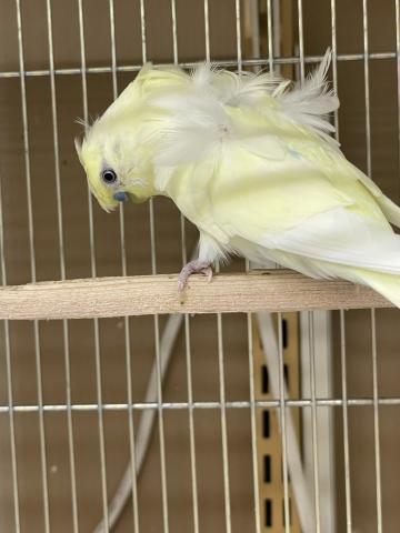羽衣セキセイインコ