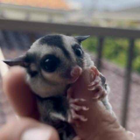 ノーマル ベビー 双子 妹💕