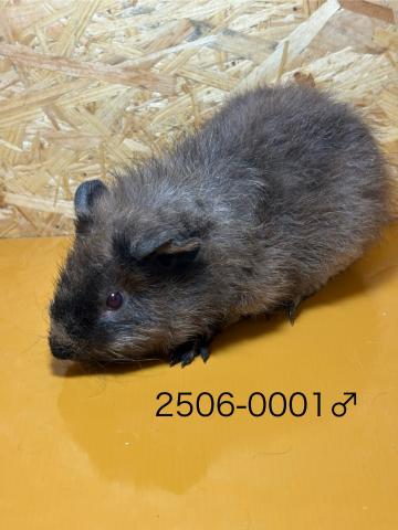 テディ