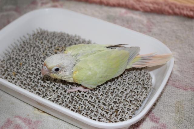 ウロコ　ムーンチーク　挿し餌中