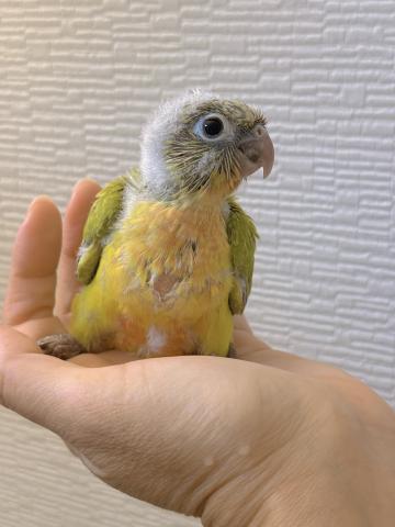 ウロコインコ ①