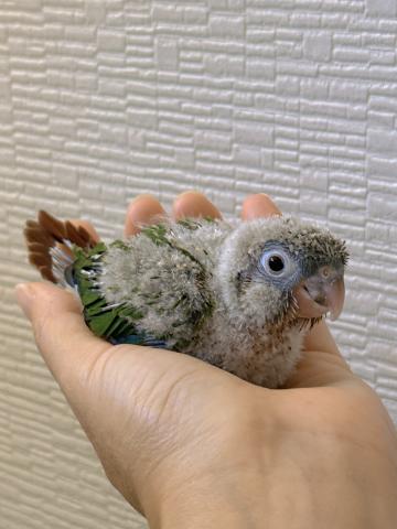 ウロコインコ③