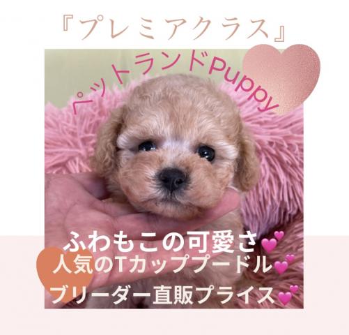 💕ペットランドPuppy💕ブリーダー直販店💕