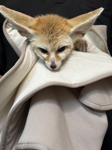 フェネック