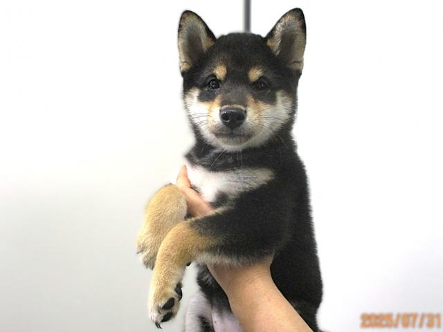 柴犬