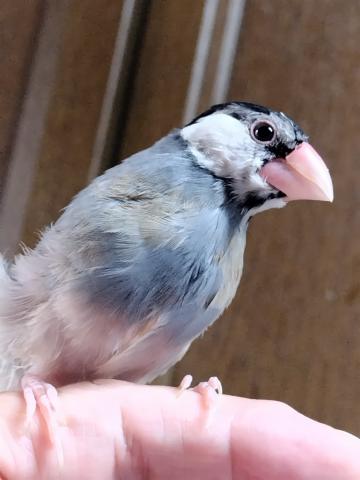 文鳥