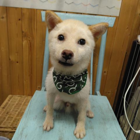 柴犬