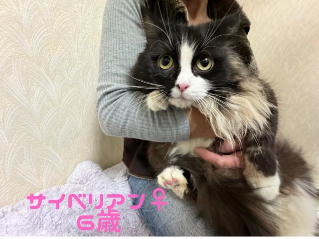 サイベリアン