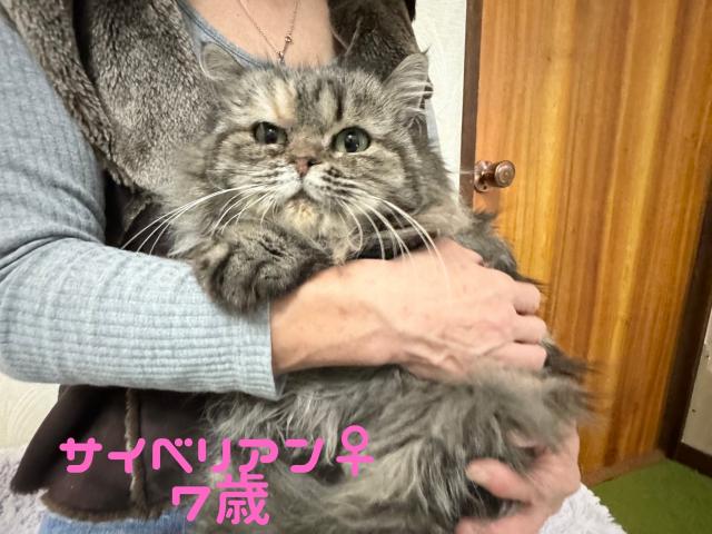 サイベリアン