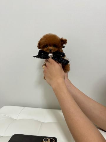 トイプードル🎖️ロイヤルティーカッププードル🎖️
