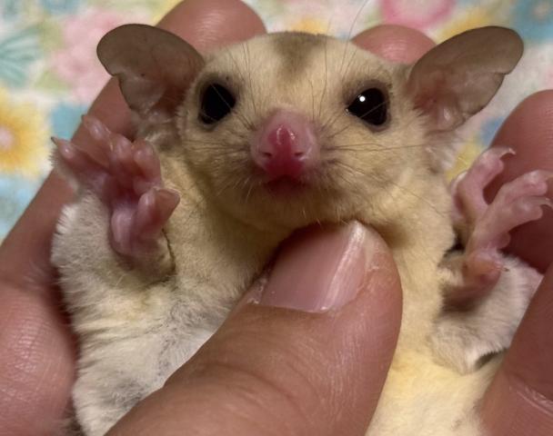 クリミノ（レッド）