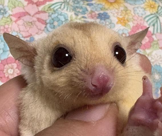 クリミノ（レッド）