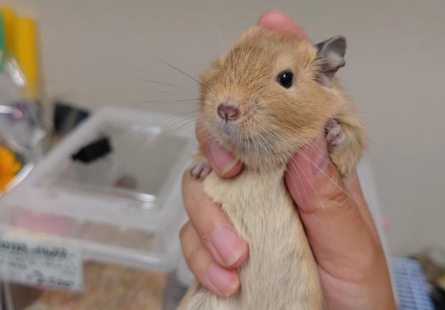 デグー