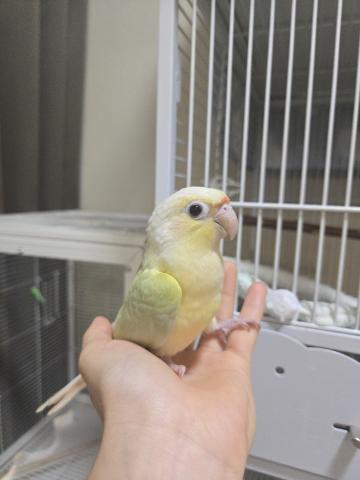 ウロコインコ