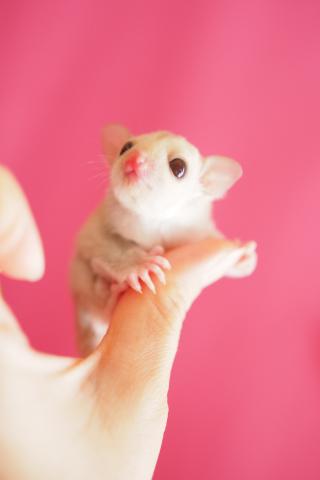 クリモザ チップテール