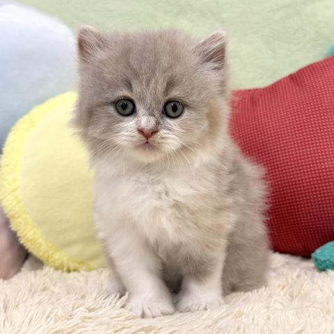 ブリティッシュショートヘア