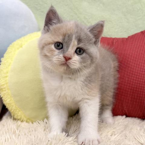 ブリティッシュショートヘア