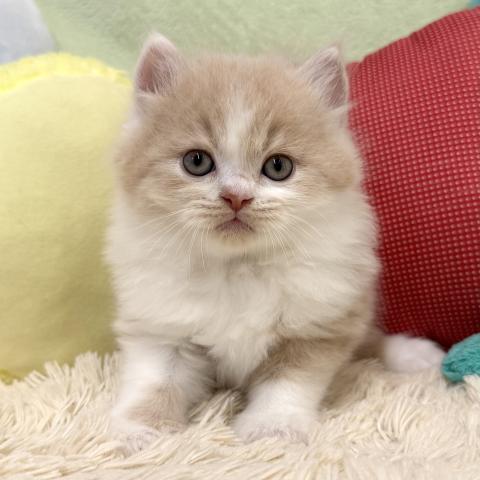ブリティッシュショートヘア