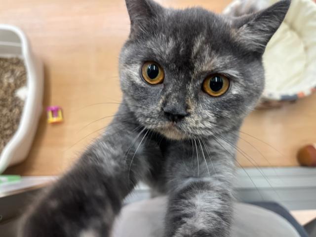 ブリティッシュショートヘア