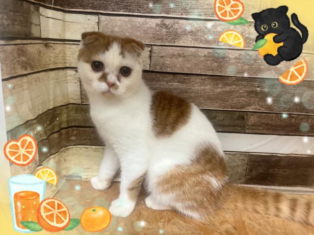 MIX（雑種）