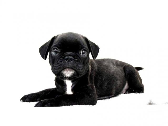 MIXフレンチブルドッグ×パグ707 - 子犬や子猫たちのペット販売