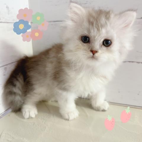 ペルシャ・ヒマラヤン