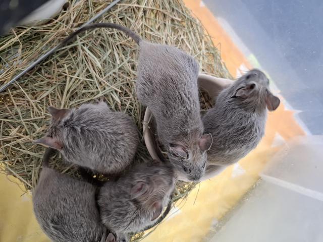 デグー