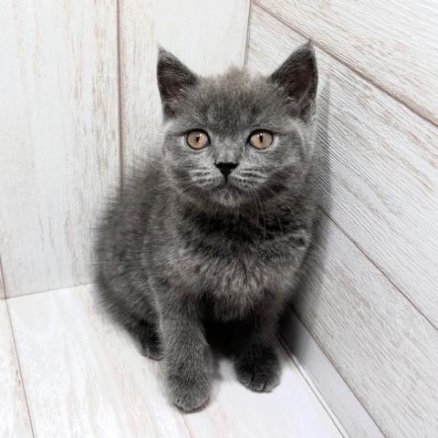 ブリティッシュショートヘア