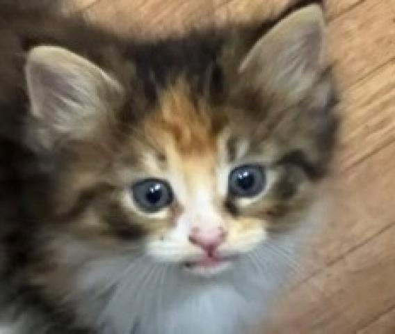 ノルウェージャンフォレストキャット