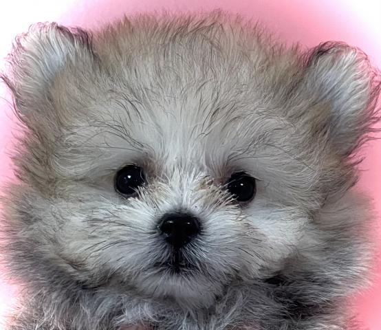 MIX極小Tカップサイズのマルポメmix犬✨素敵な飼い主さん募集中✨