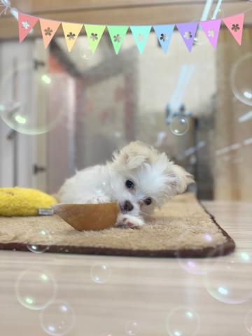 MIX【現在1.85kg✨】