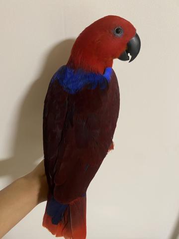 オオハナインコ