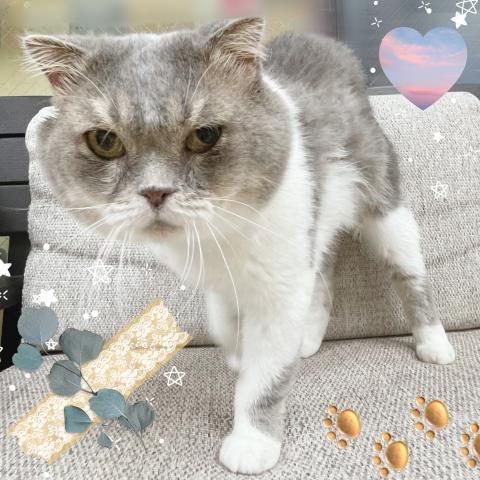 スコティッシュフォールド