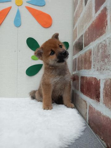 柴犬