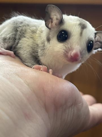 プラチナ